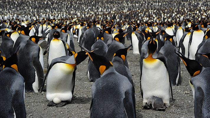El pingüino rey