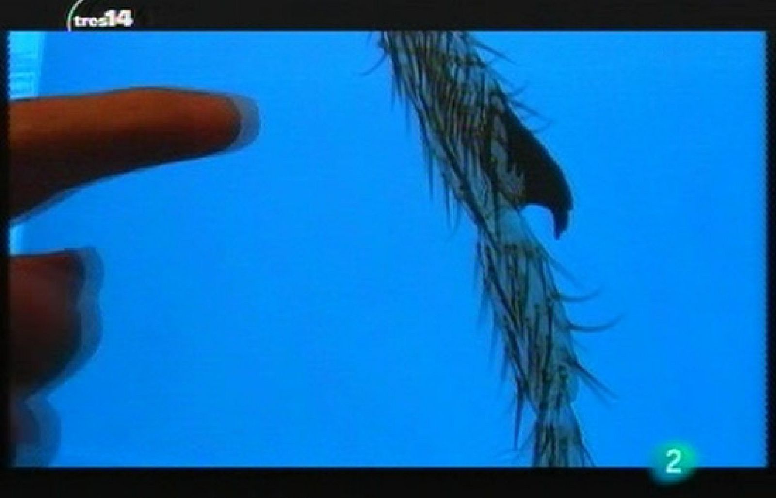 Insectos que delatan (rastros)