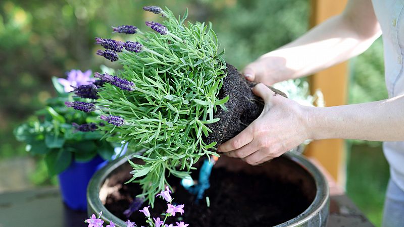 Aqu la Tierra - Sabes cmo plantar lavanda? Te enseamos en La Huerta!