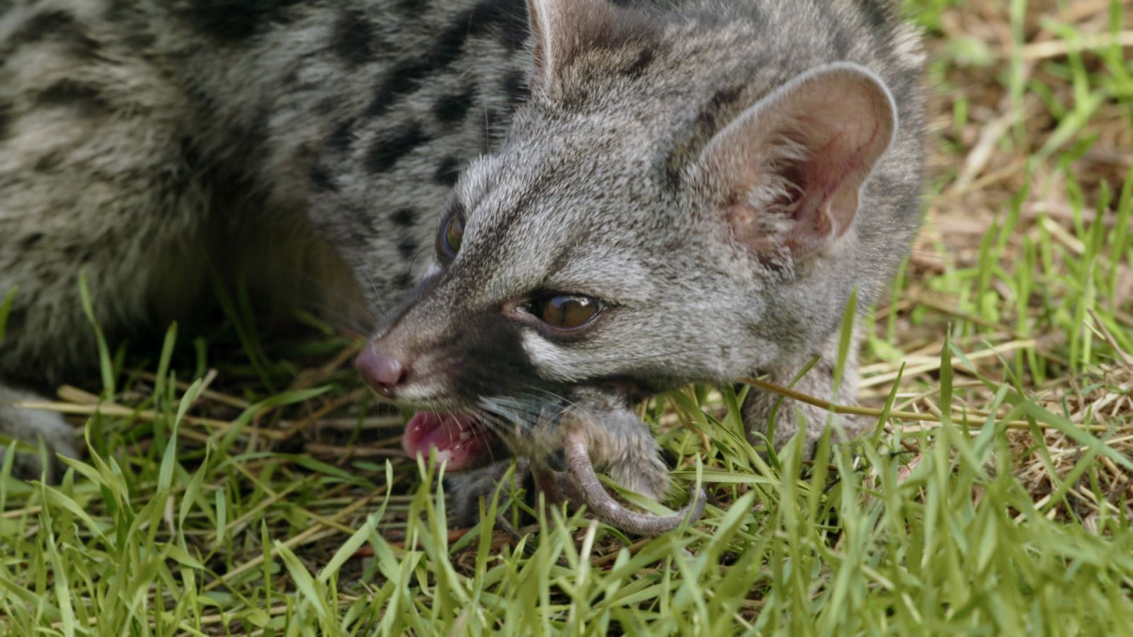 Planeta Selva - Episodio 25: Selvas en la cumbre. Pisapares de Andalucía - ver ahora