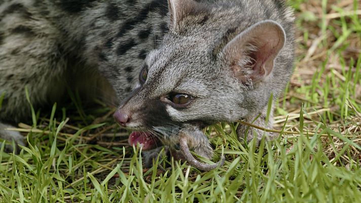 Planeta selva - Selvas en la cumbre. Pisapares de Andalucía