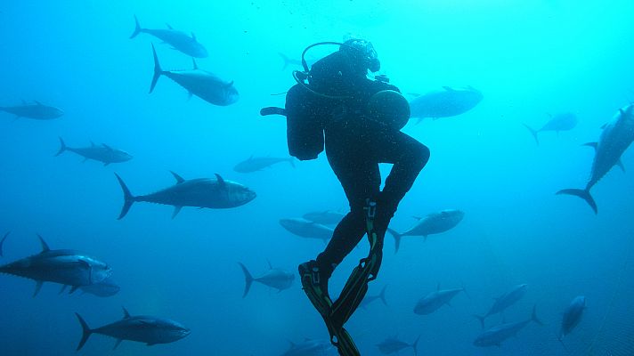 España Directo - Las maravillas de bucear entre atunes