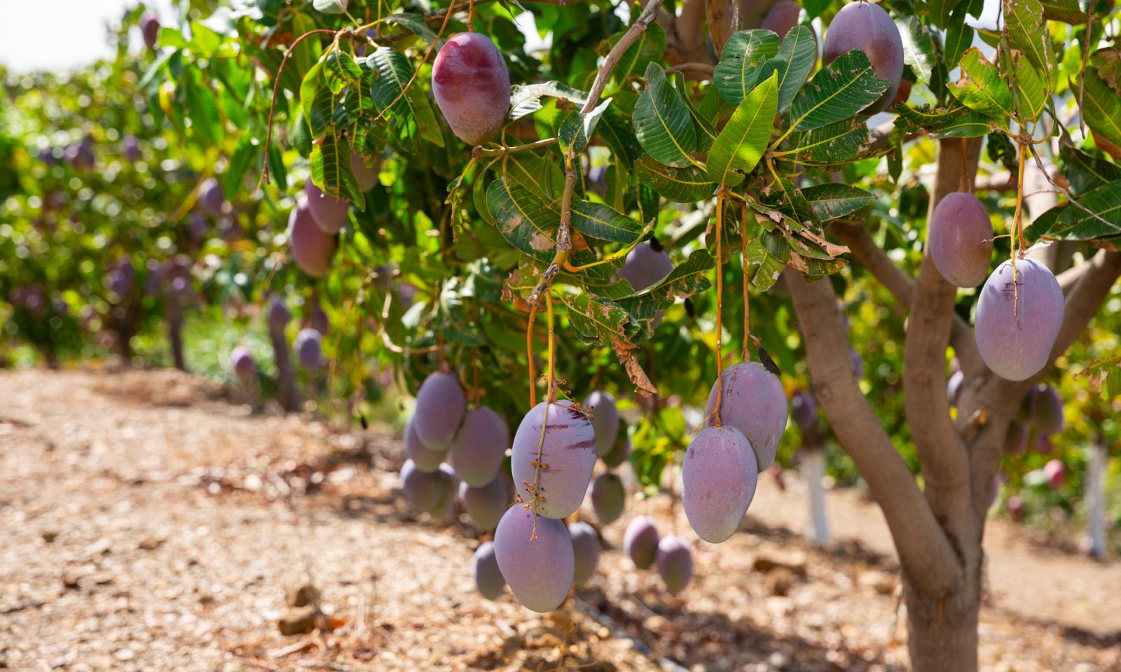 ¿Cómo se cultivan las frutas tropicales en Tenerife?