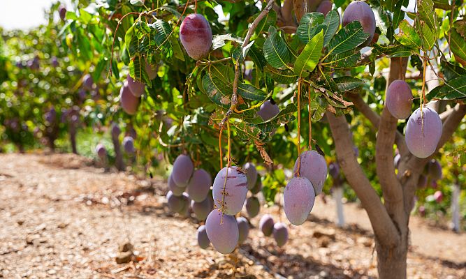 Aquí la Tierra - El cultivo de las frutas tropicales en San Andrés, Tenerife