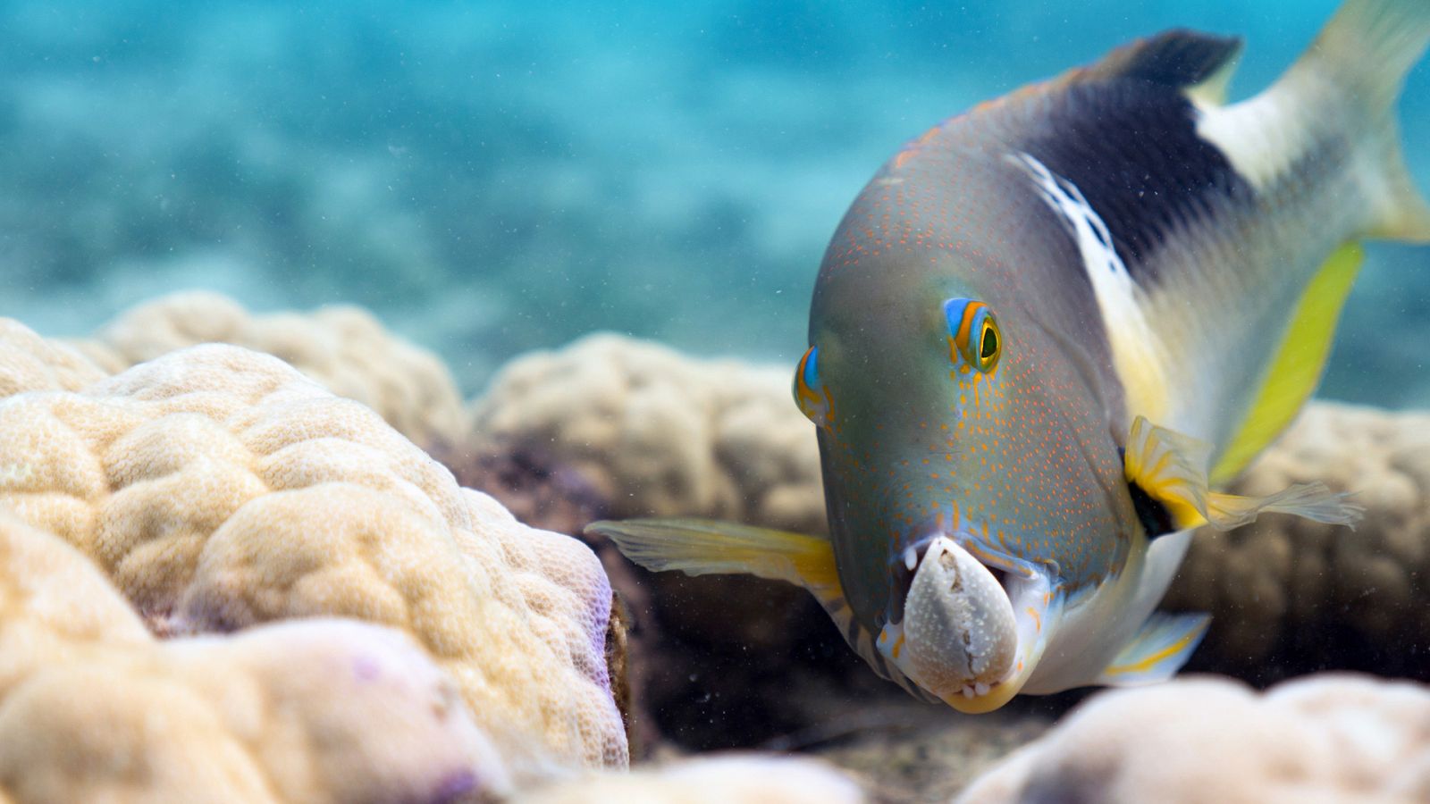 Planeta azul 2 - Episodio 1: El océano - Documental en RTVE