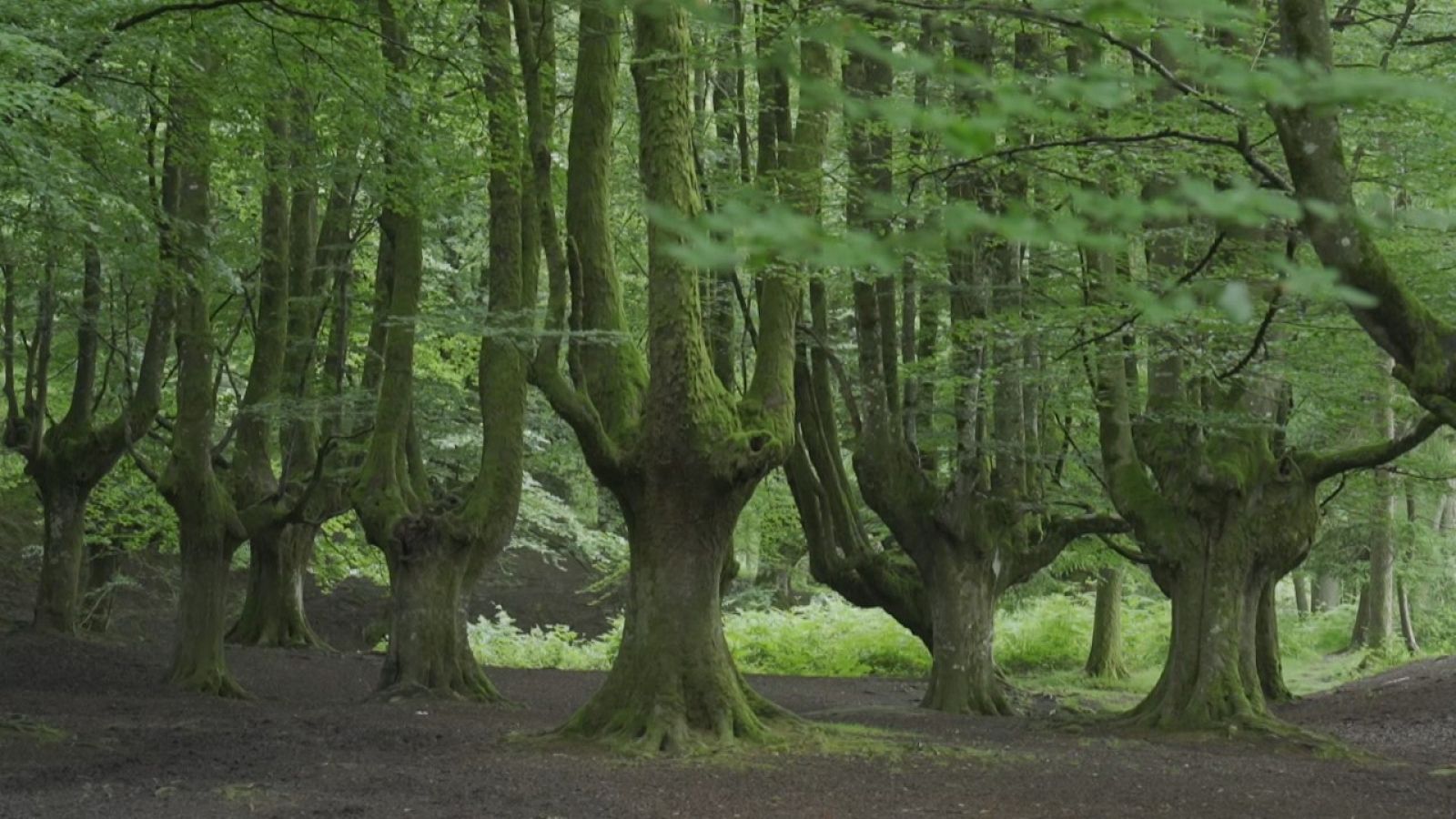 Agrosfera - 17/07/21 - ver ahora