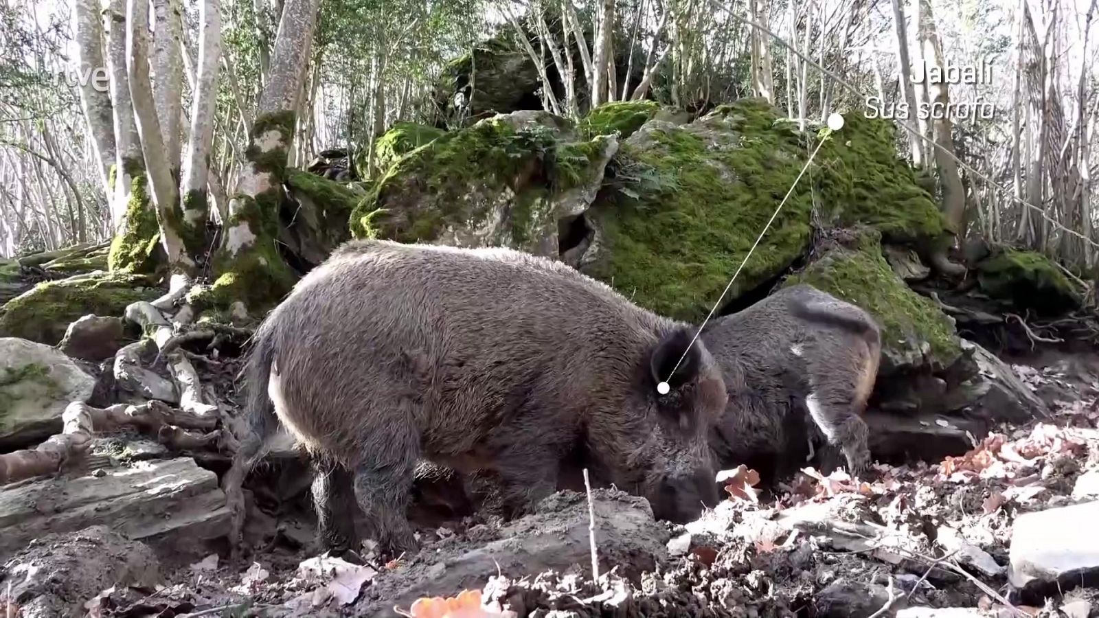 ¡Qué animal! - Parque Nacional de Monfragüe (Cáceres)  - ver ahora