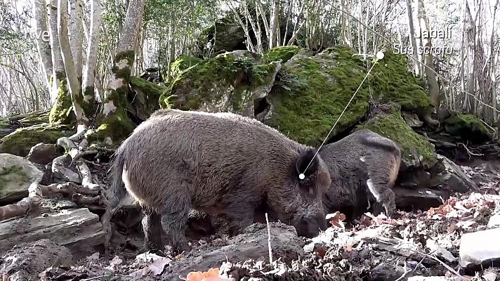¡Qué animal! - Parque Nacional de Monfragüe (Cáceres)
