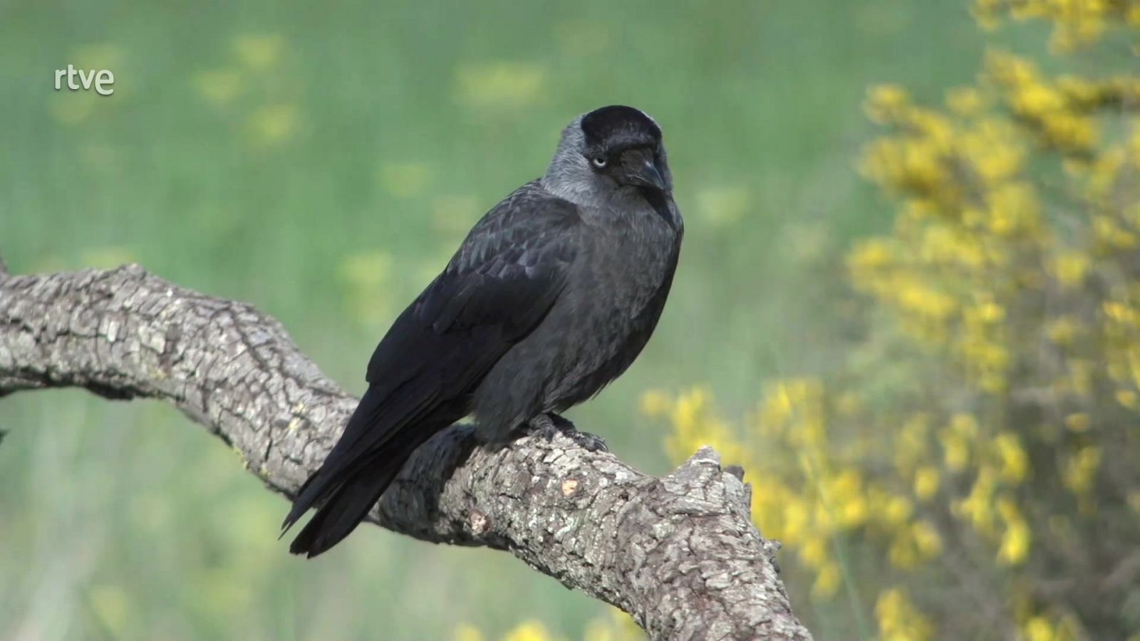 ¡Qué animal! - Tabernas (Almería) - ver ahora