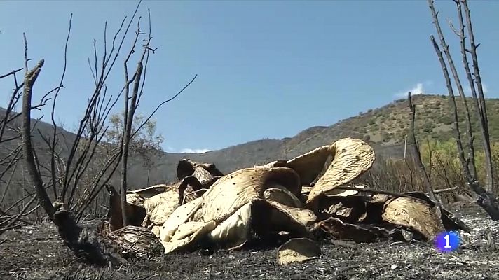 L'Informatiu - Estabilitzat l'incendi de Llançà