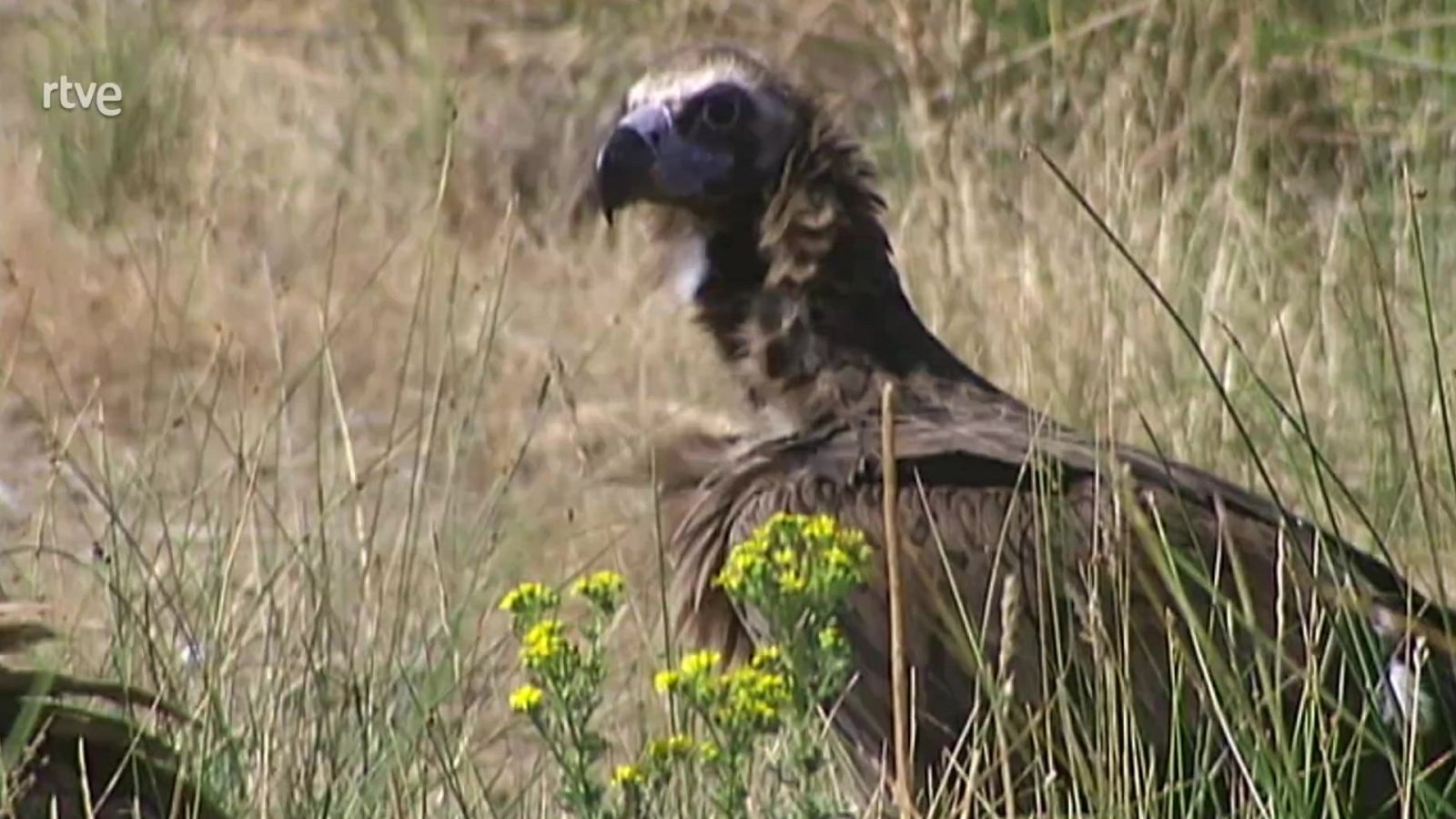 El bosque protector - El buitre negro - ver ahora