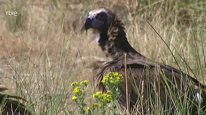 El bosque protector - El buitre negro