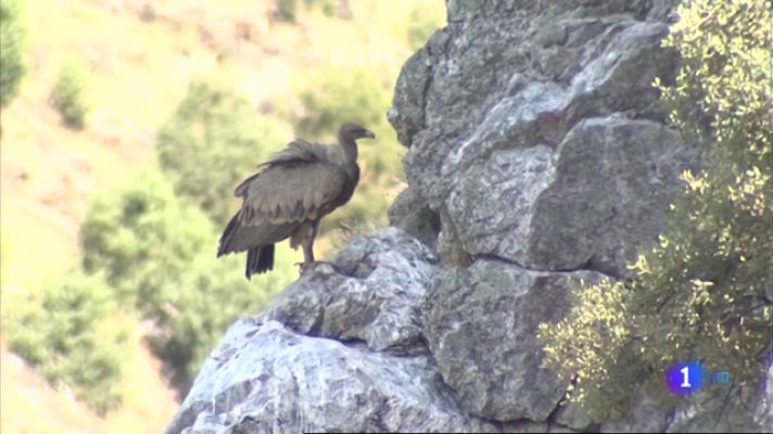 Noticias de Extremadura - El Parque Nacional de Monfragüe recibe más visitas que antes de la pandemia