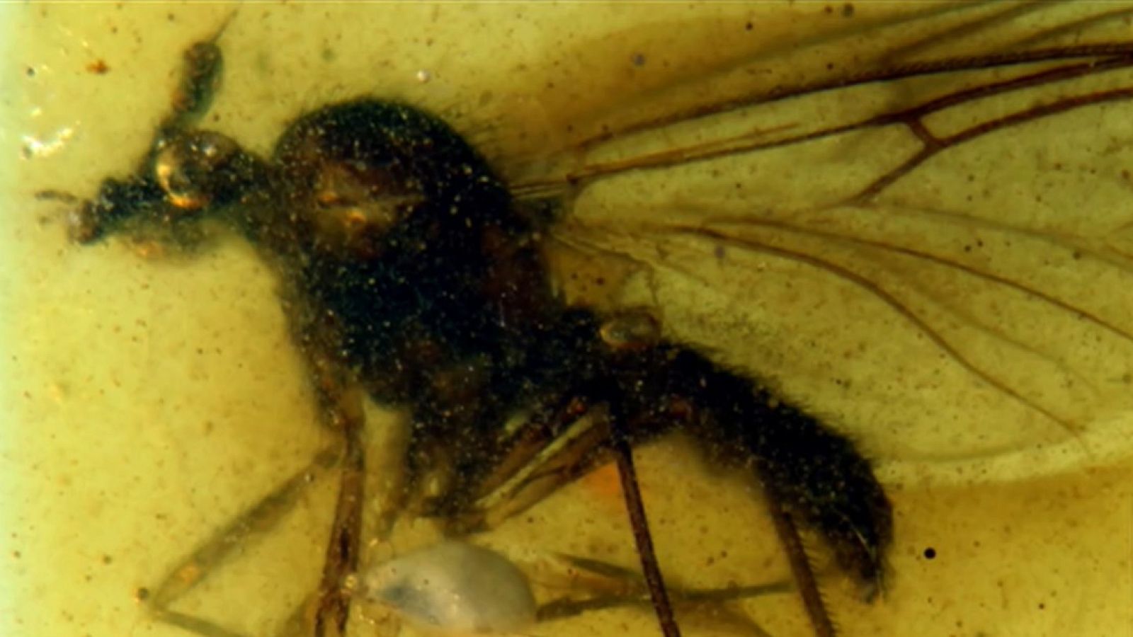 Un yacimiento de ámbar en Teruel conserva la historia natural de 100 millones de años