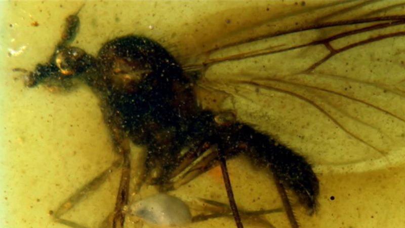 Un yacimiento de ámbar en Teruel conserva la historia natural de 100 millones de años