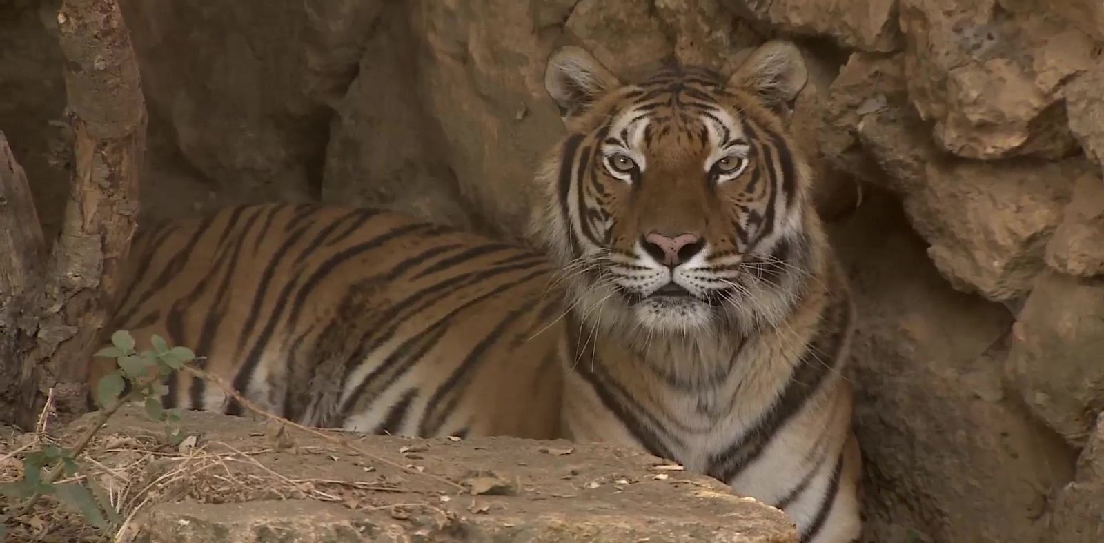 Zoo del Parque Natural de los Alcornocales | Ver