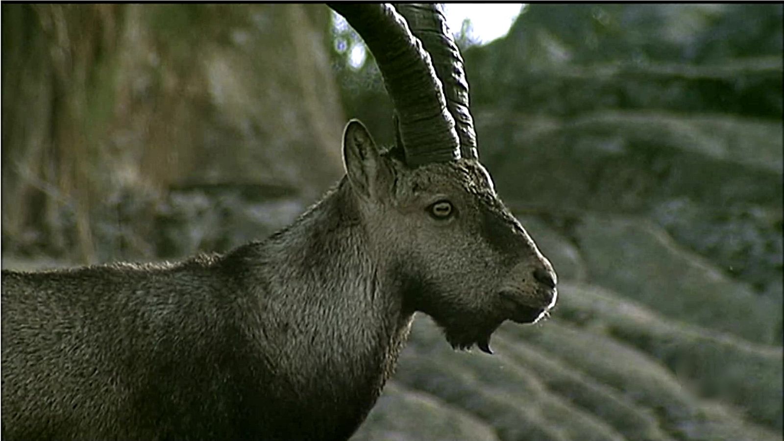 Historias naturales - Amar para vivir - ver ahora