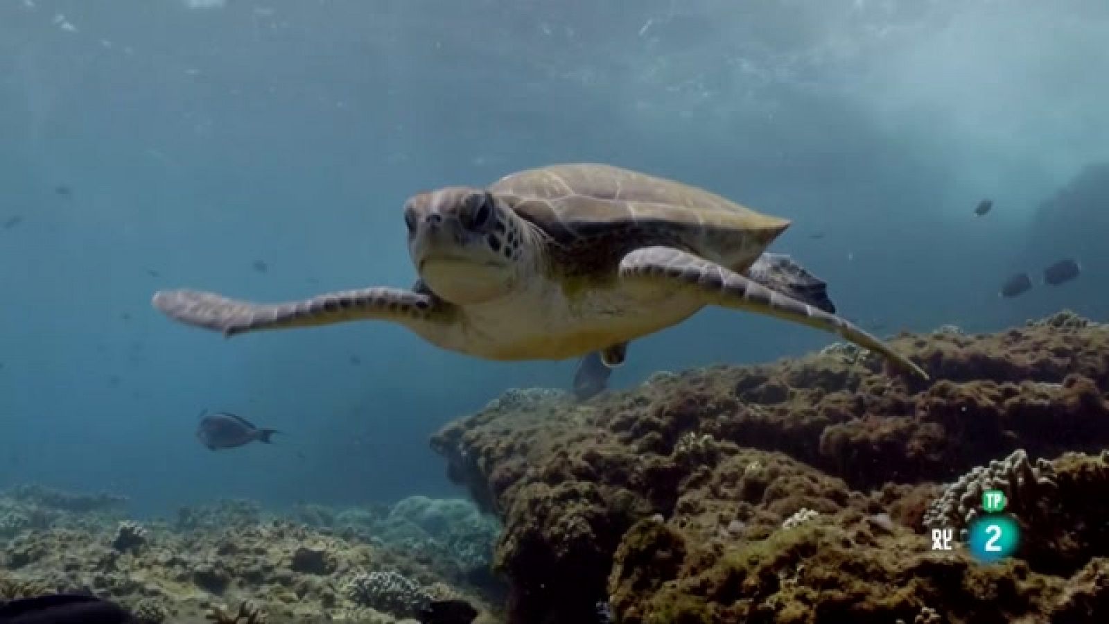 La mar Aràbiga: El llegat d'una tortuga | Grans Documentals