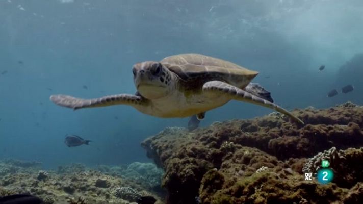 La mar Aràbiga: El llegat d'una tortuga