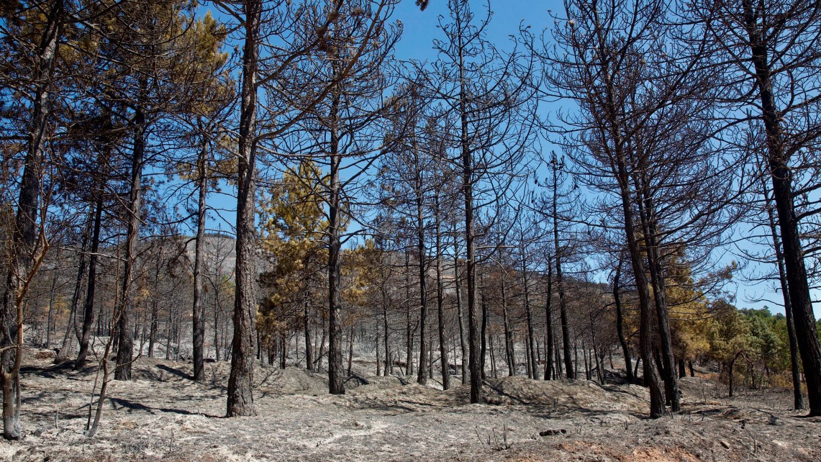 Más riesgo de incendios en las zonas afectadas por Filomena