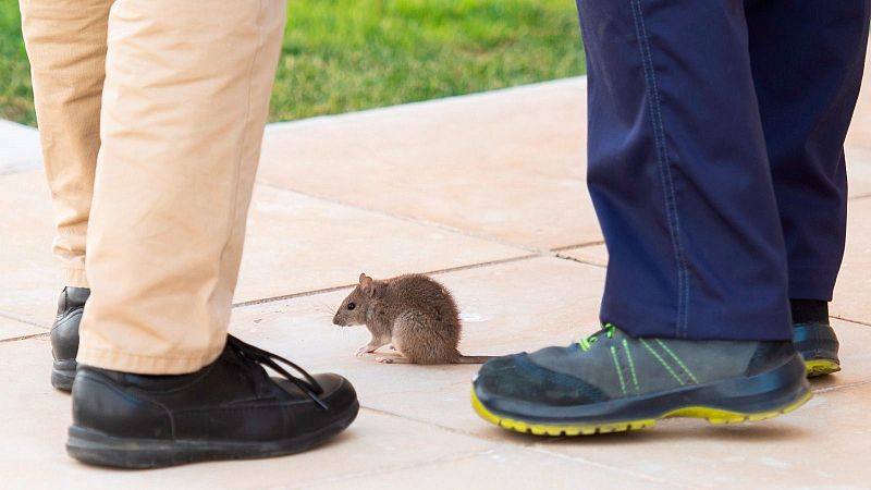 La presencia de una rata desata un revuelo entre los diputados del Parlamento de Andalucía