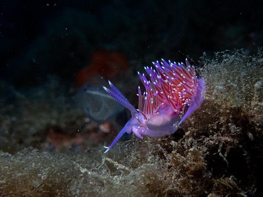 España Directo - La Herradura, un paraíso para el buceo en Granada