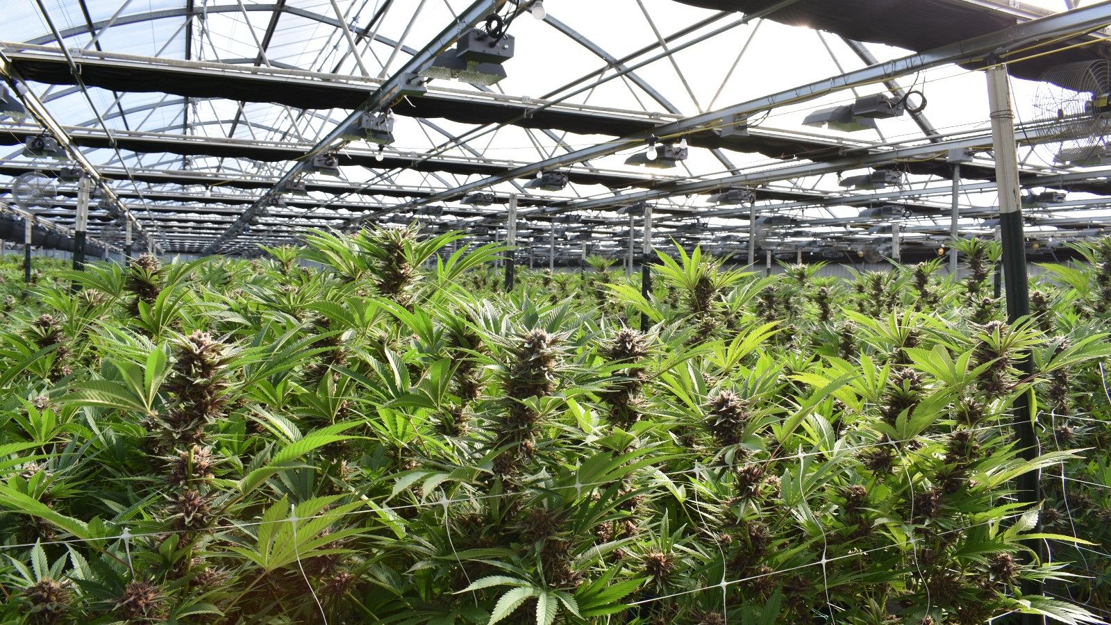 Cannabis: la fiebre del 'oro verde' en Estados Unidos