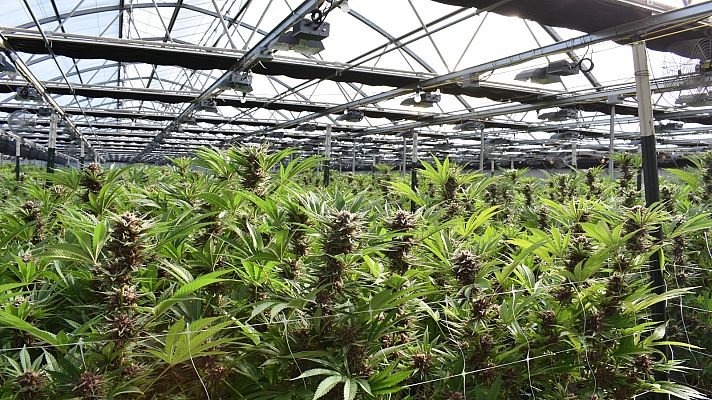 Telediario 1 - Cannabis: la fiebre del 'oro verde' en Estados Unidos