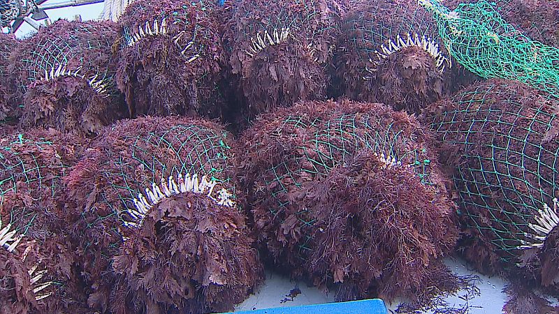 El milagro del ocle asturiano y su uso en la alta cocina