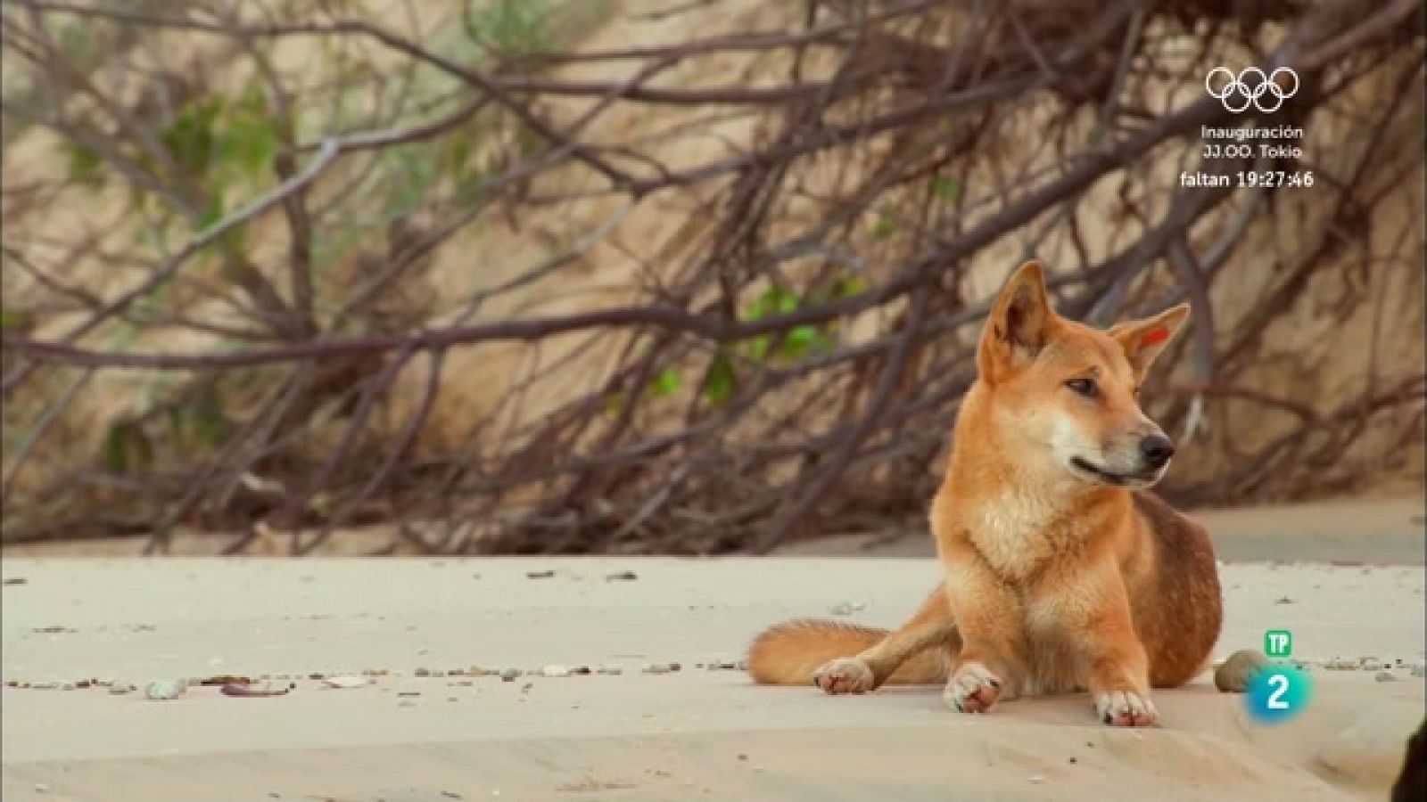 El vincle familiar dels dingos | Grans Documentals