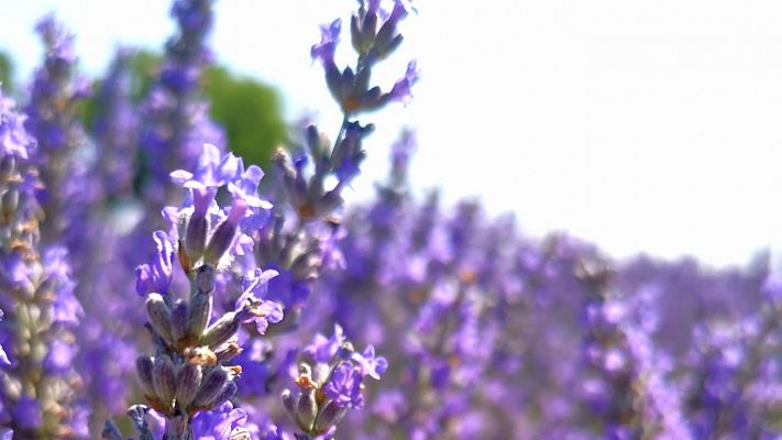 El aire de Tiedra se llena de olor a lavanda