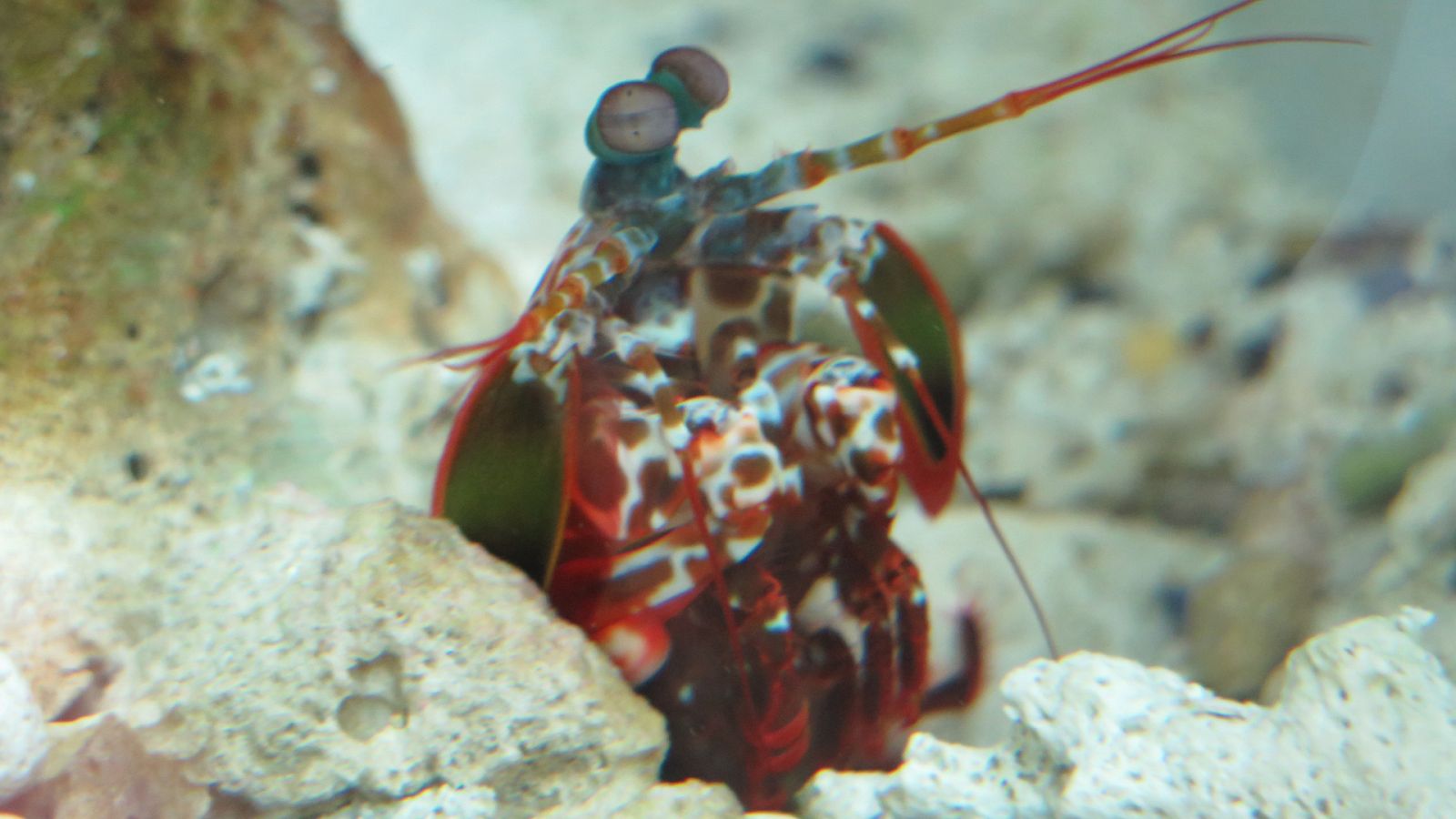 La gran barrera de coral - Así se hizo la Gran Barrera de Coral - Documental en RTVE