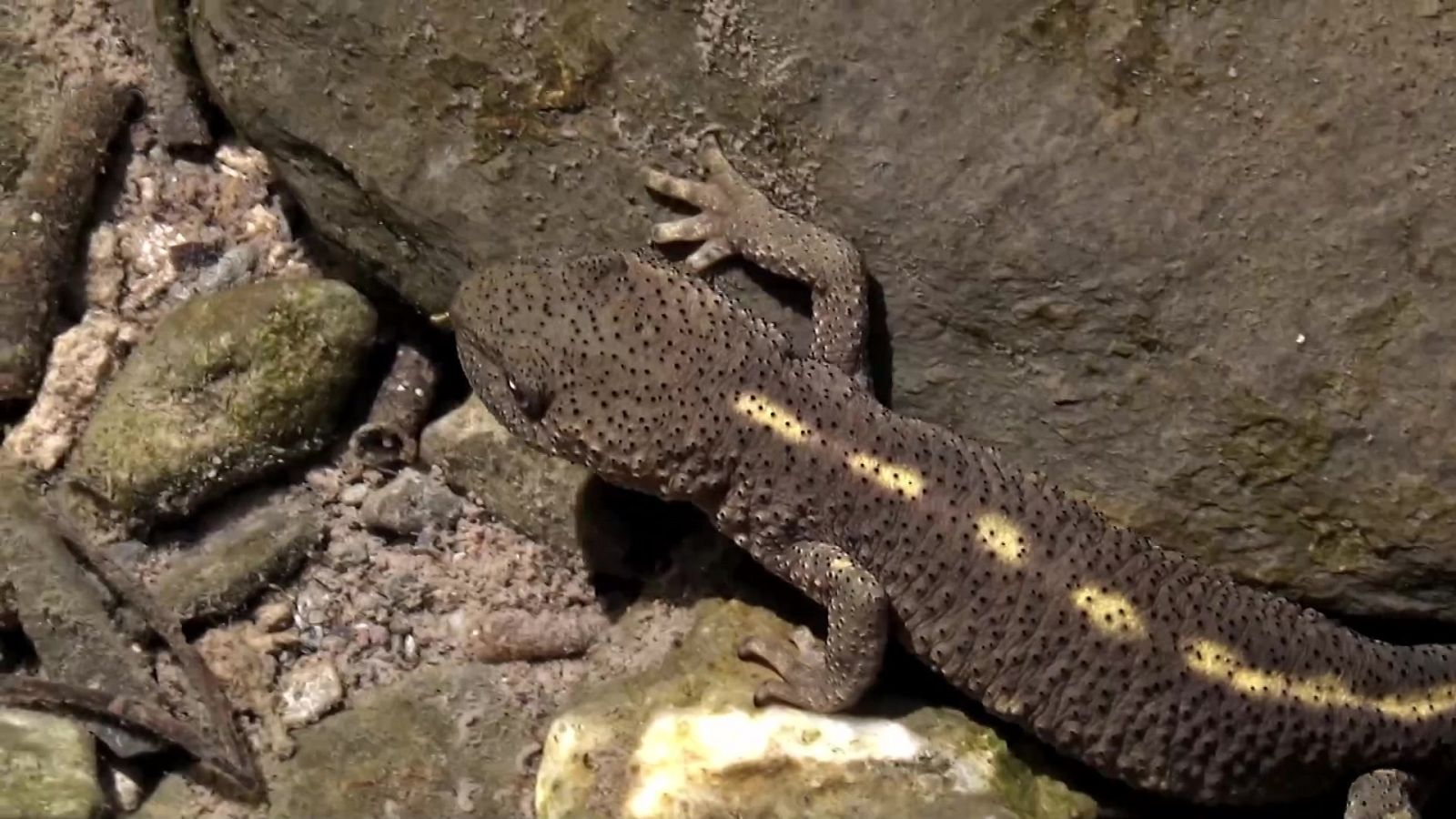 ¡Qué animal! - Ordesa y el Monte Perdido (Huesca) - ver ahora