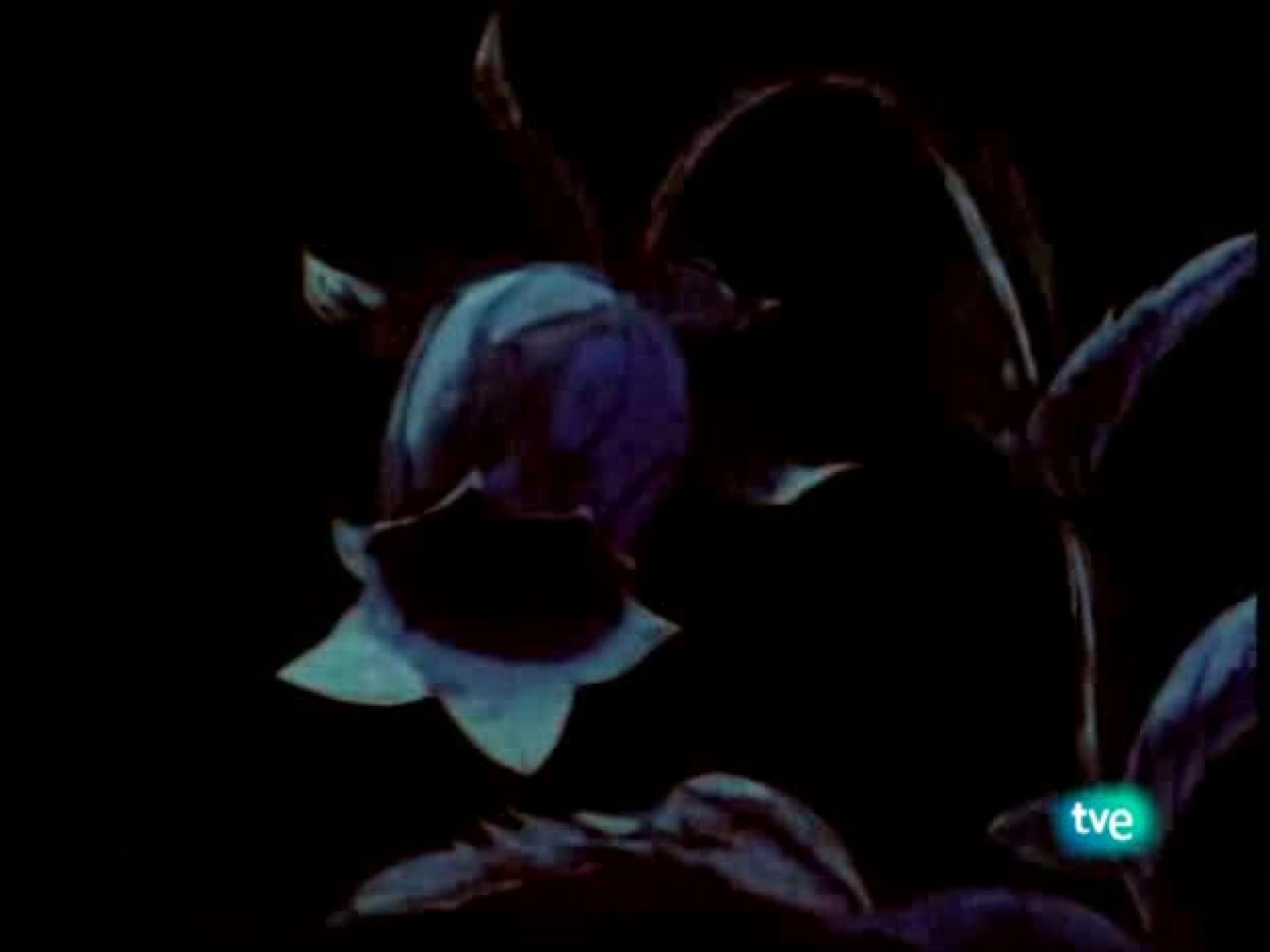 Sin programa: La abeja Maya | RTVE Play