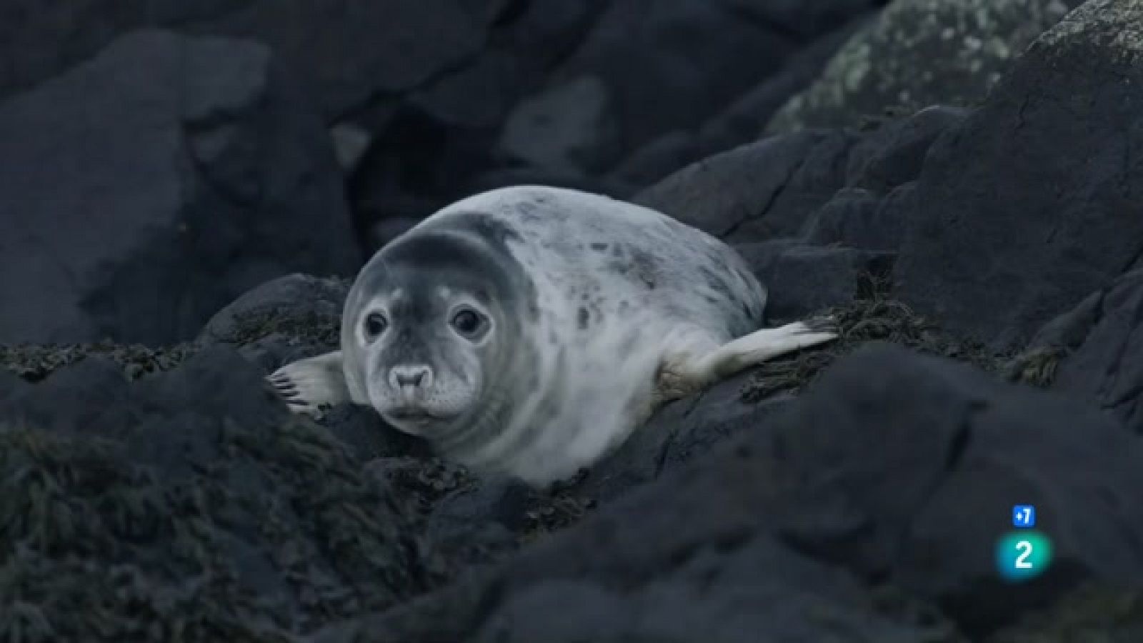 Foques grises. Un viatge de supervivència | Grans Documentals