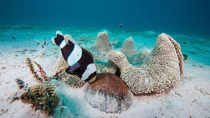 Barreras de coral