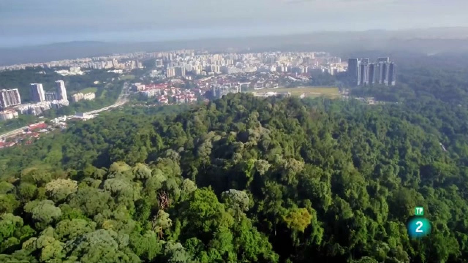 Ciutat salvatge: La vida en la jungla | Grans Documentals