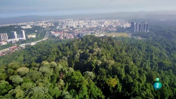 Ciutat salvatge: La vida en la jungla