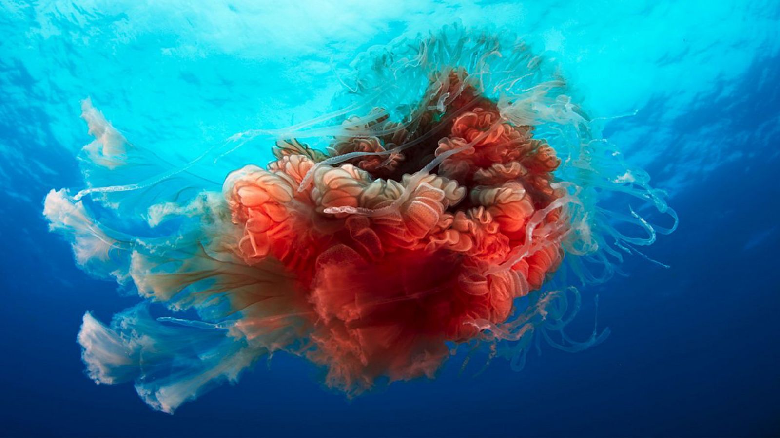 Planeta azul 2 - Episodio 4: El Gran Azul - ver ahora