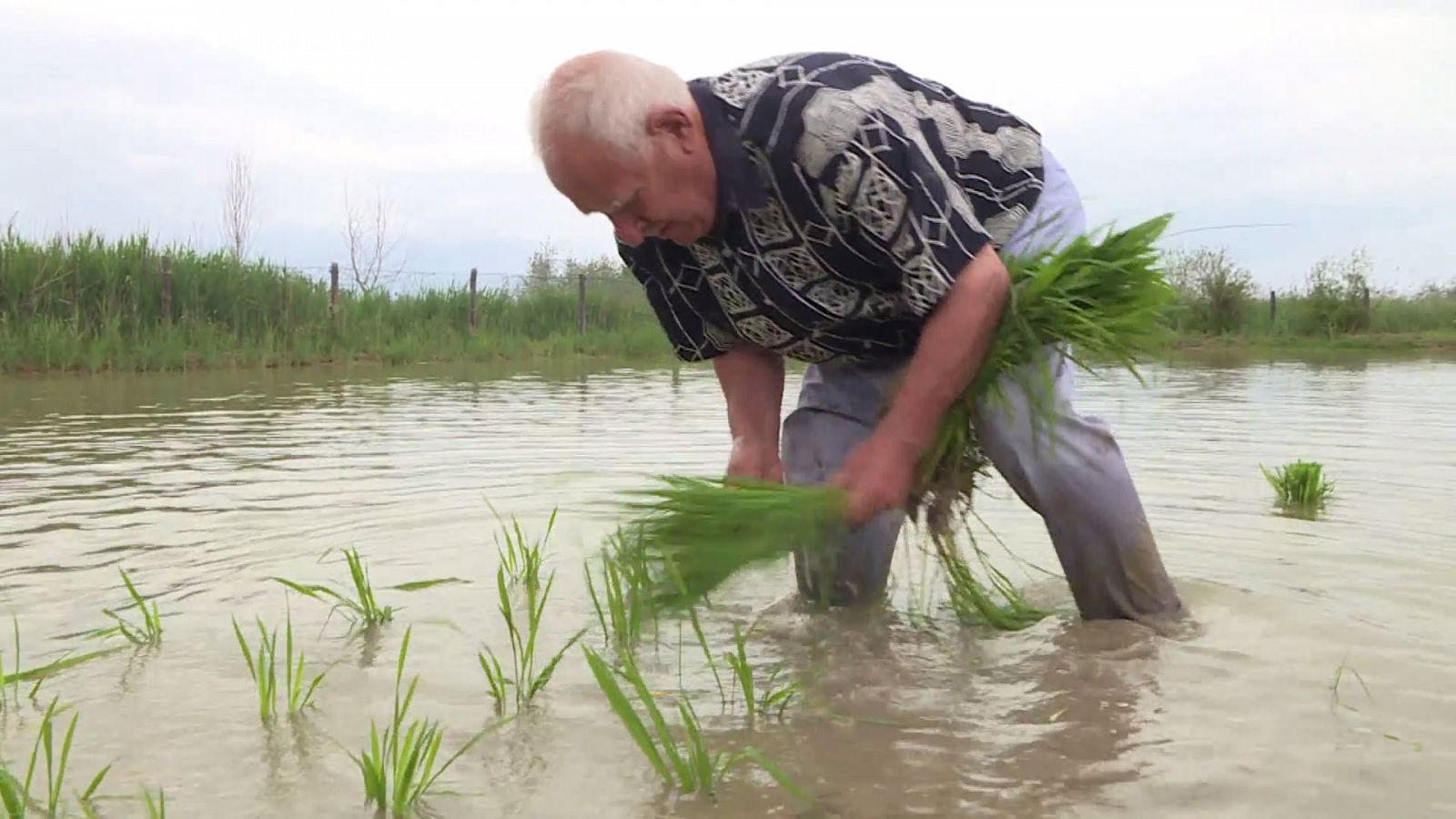 El cultivo del arroz en el Delta del Ebro