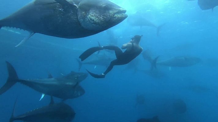 Comando Actualidad - Bucear acompañado de atunes en el Delta del Ebro