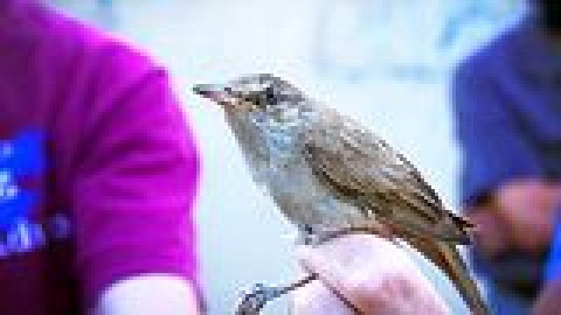Curso de verano: Observaci�n e impactos sobre aves