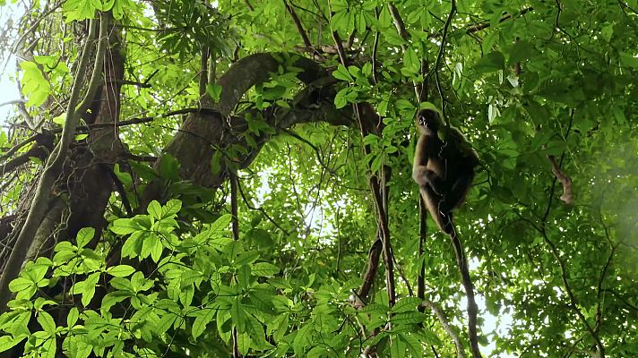 Planeta selva - El último bosque. Epílogo