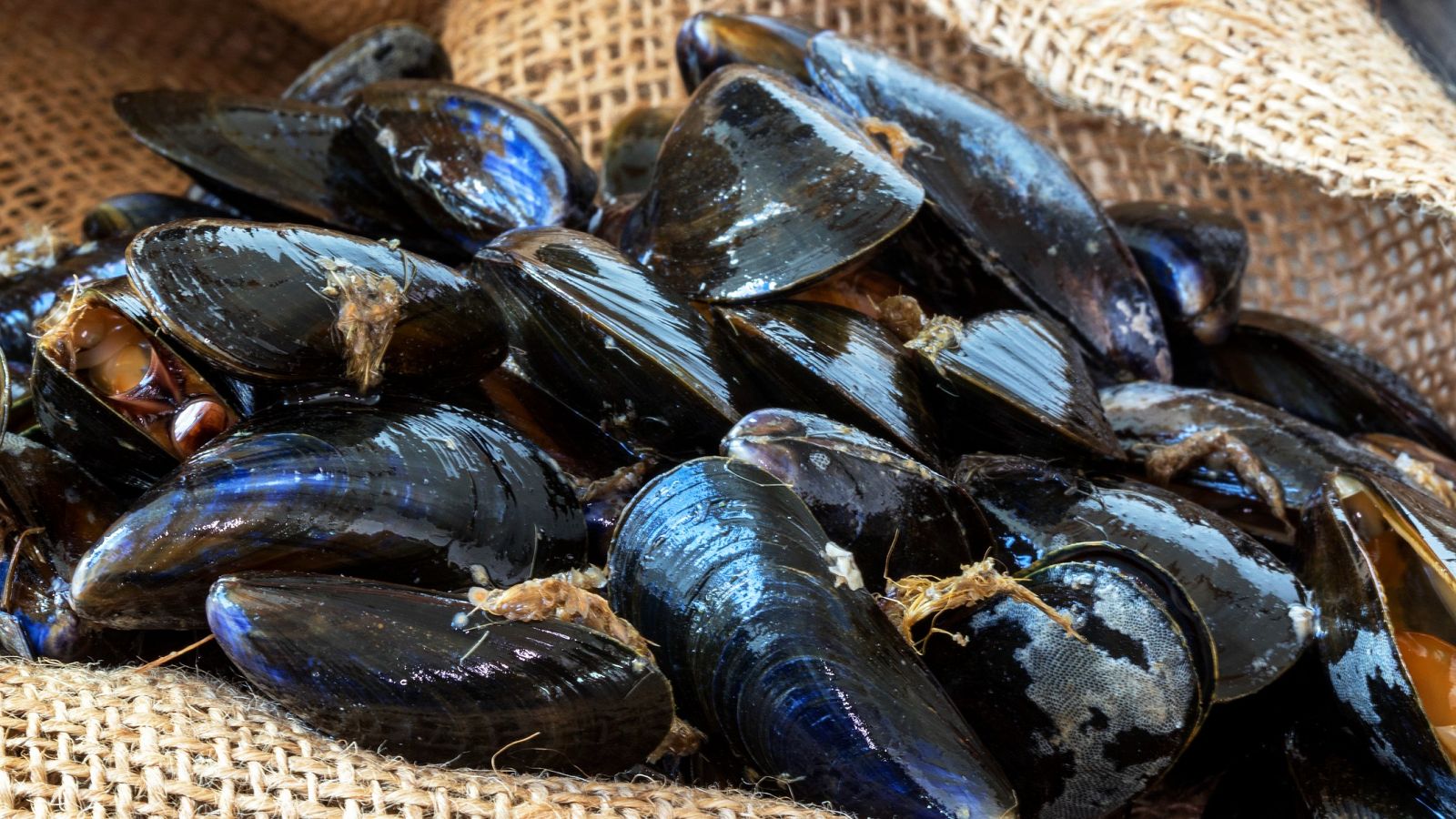El mejillón, una joya Delta del Ebro | Ver