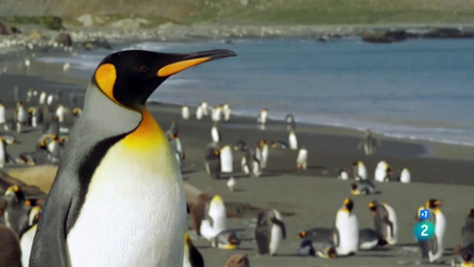 El pingüí rei - Grans Documentals