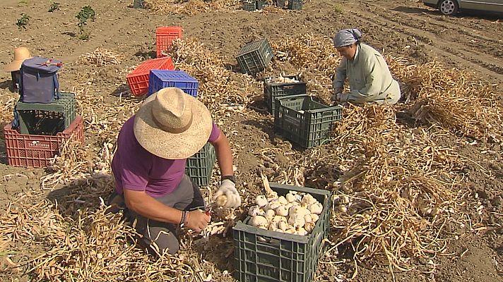 Agrosfera - Agrosfera - 31/07/21