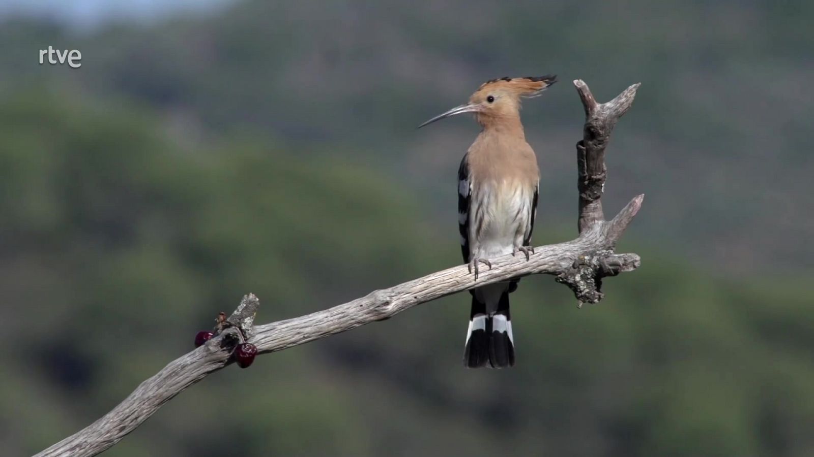 ¡Qué animal! - Arribes del Duero (Zamora - Salamanca) - ver ahora