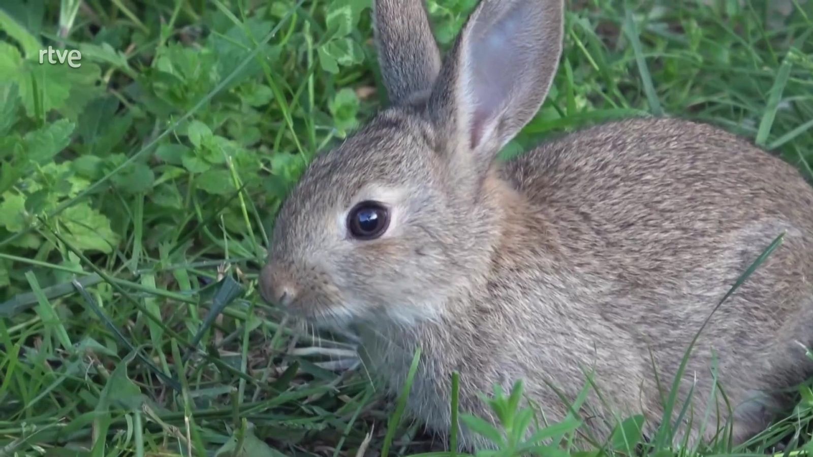¡Qué animal! - Sierra de Guadarrama (Madrid) - ver ahora