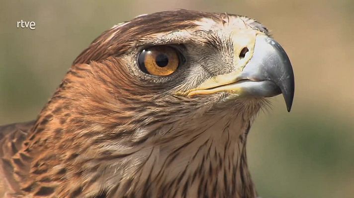 El bosque protector - Fauna amenazada: Águila perdicera