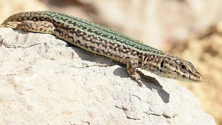 La lagartija de Ibiza, un emblema en peligro de extinción